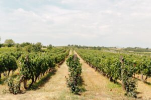 Popov Winery: One-Day Wine Tour