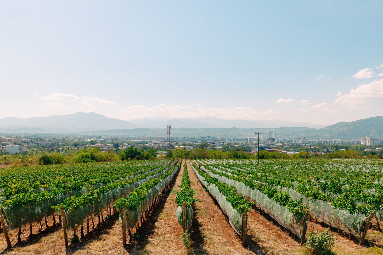 Kamnik + Brzanov: One-Day Wine Tour